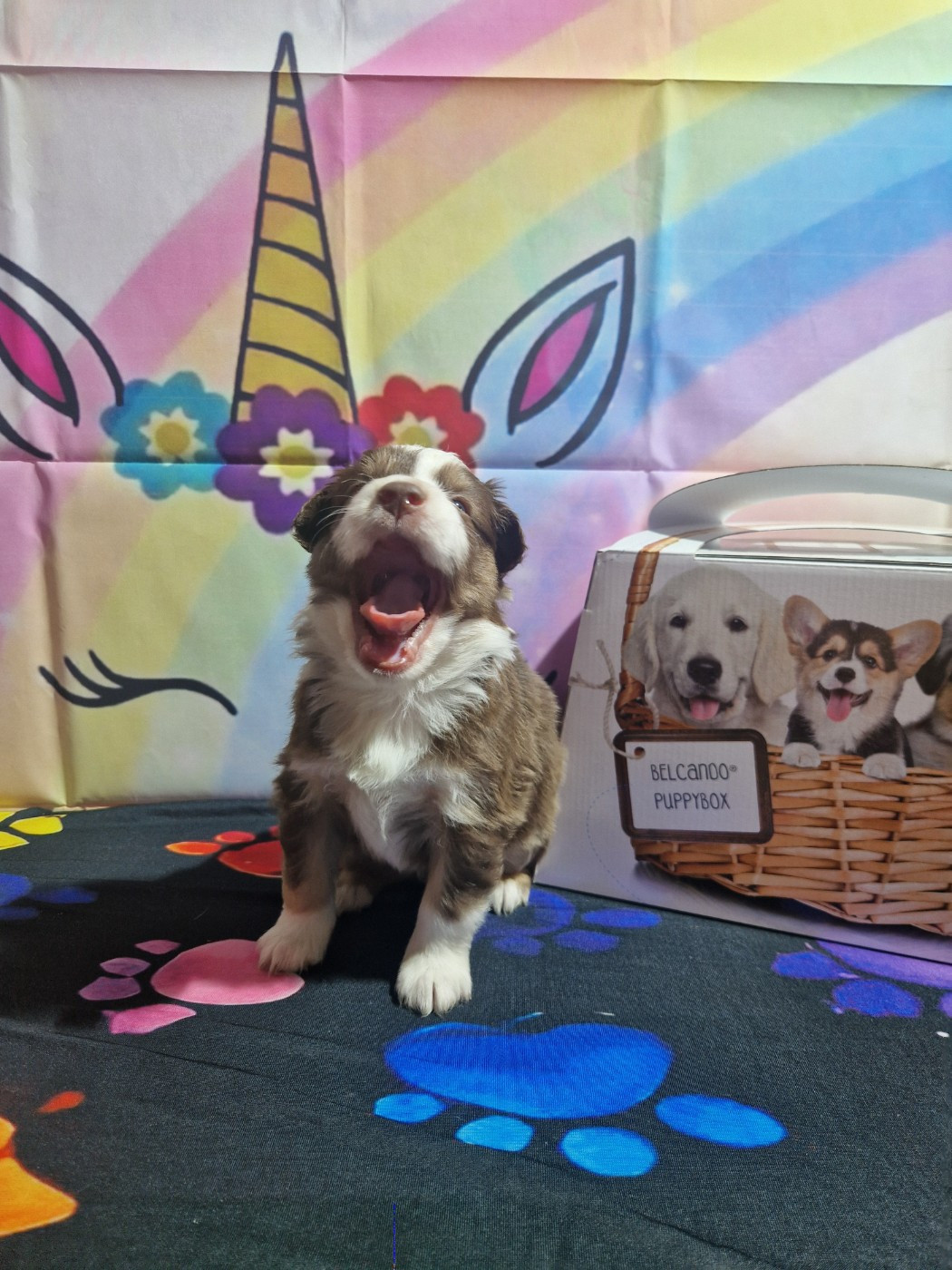 Des Compagnons Du Sundgau - Chiots disponibles - Berger Américain Miniature 
