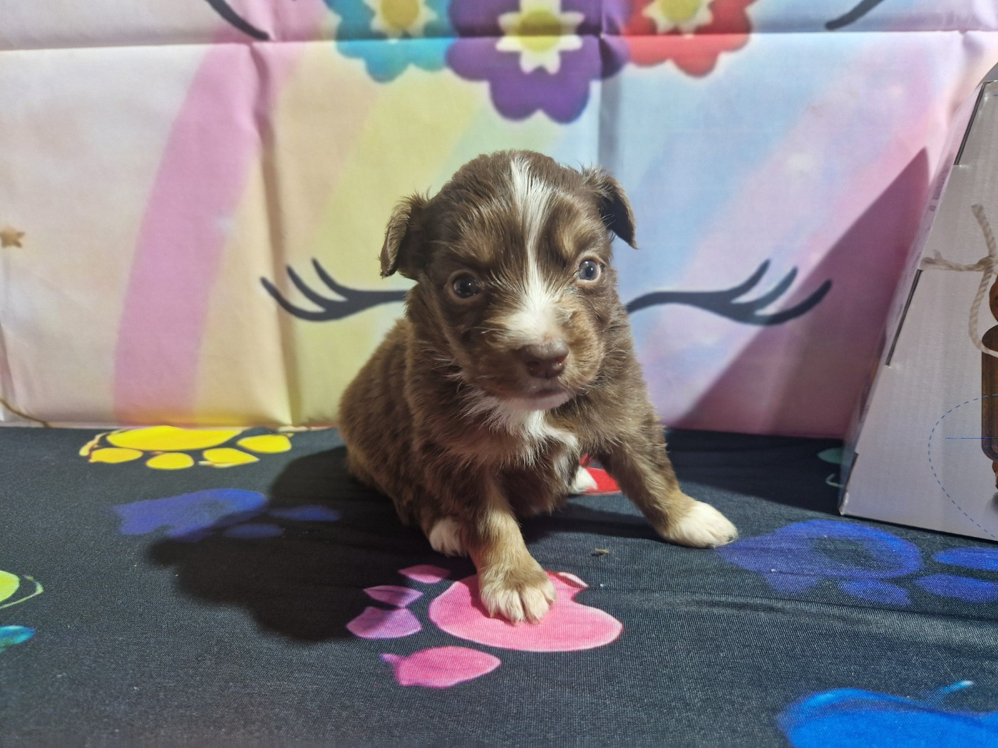 Des Compagnons Du Sundgau - Chiots disponibles - Berger Américain Miniature 