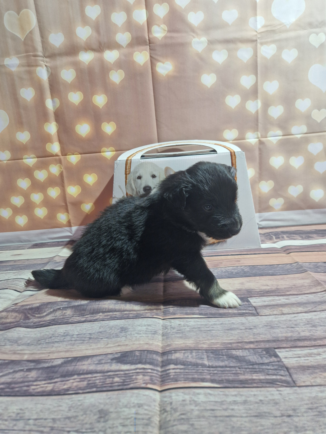 Des Compagnons Du Sundgau - Chiots disponibles - Berger Américain Miniature 