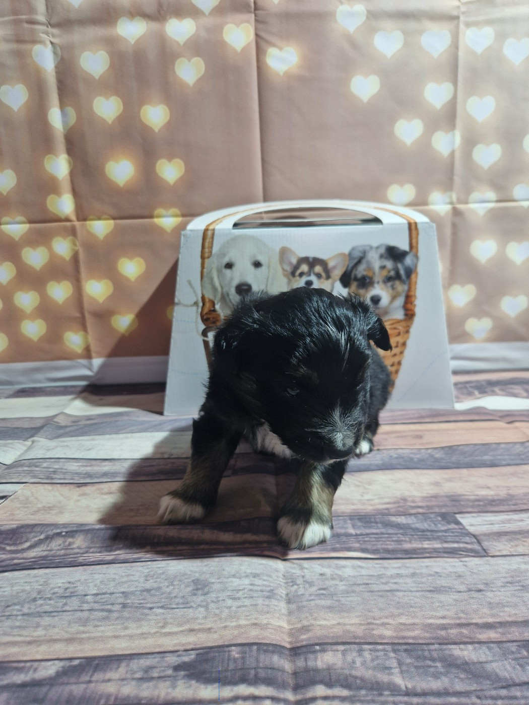 Des Compagnons Du Sundgau - Chiots disponibles - Berger Américain Miniature 