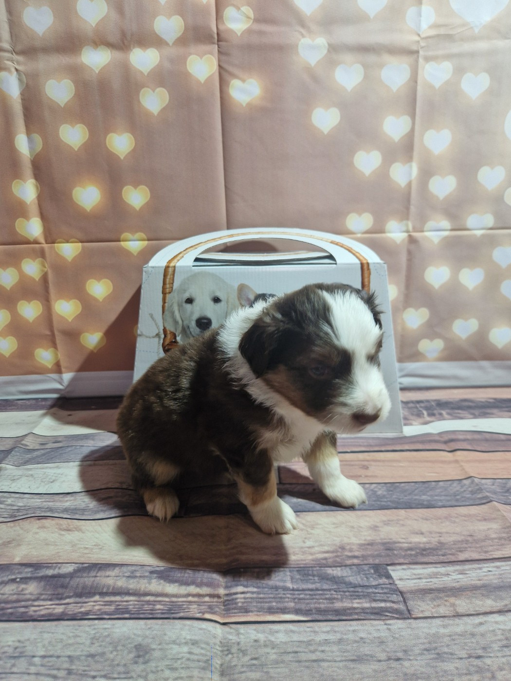 Des Compagnons Du Sundgau - Chiots disponibles - Berger Américain Miniature 