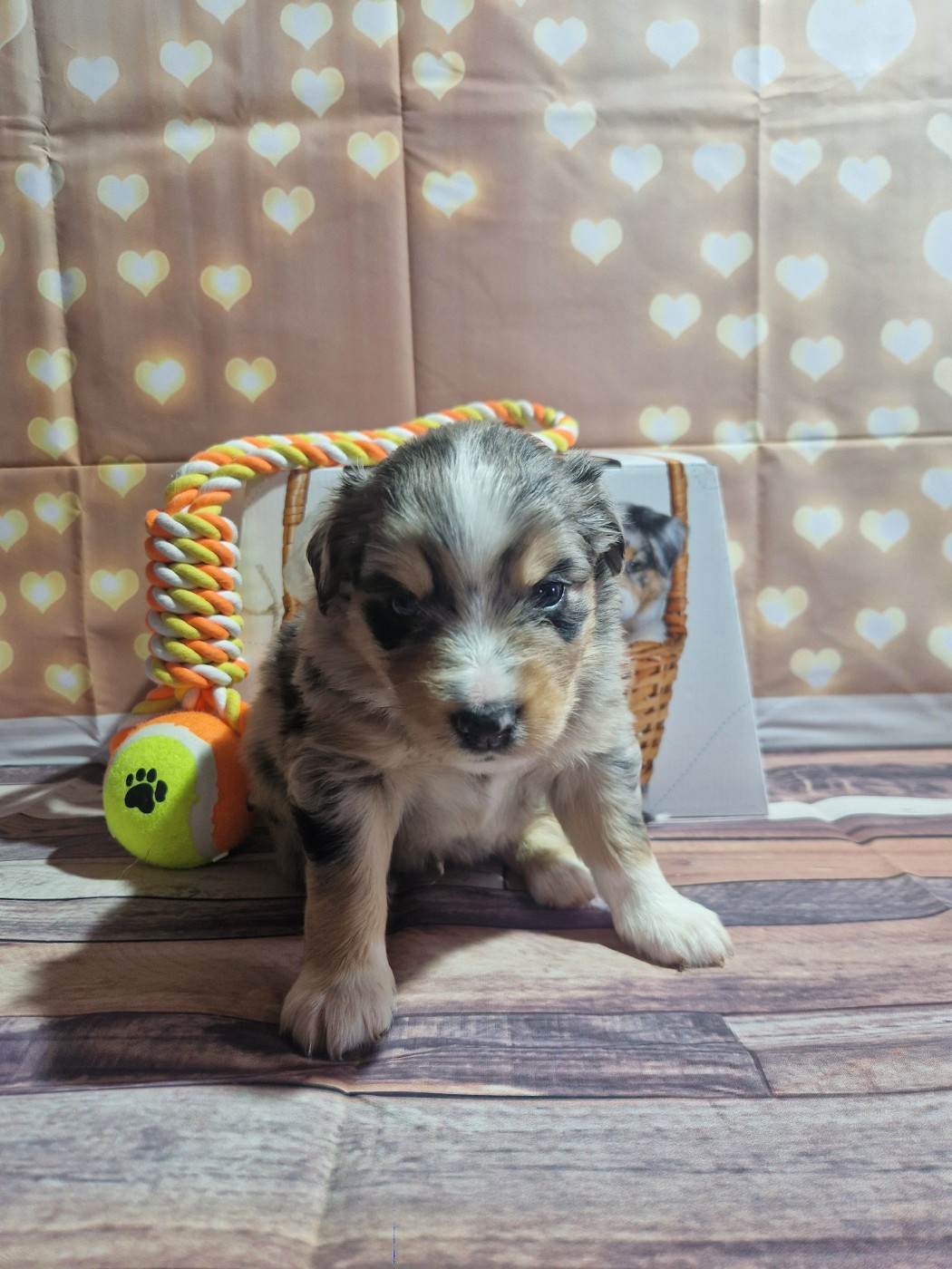Des Compagnons Du Sundgau - Chiots disponibles - Berger Américain Miniature 