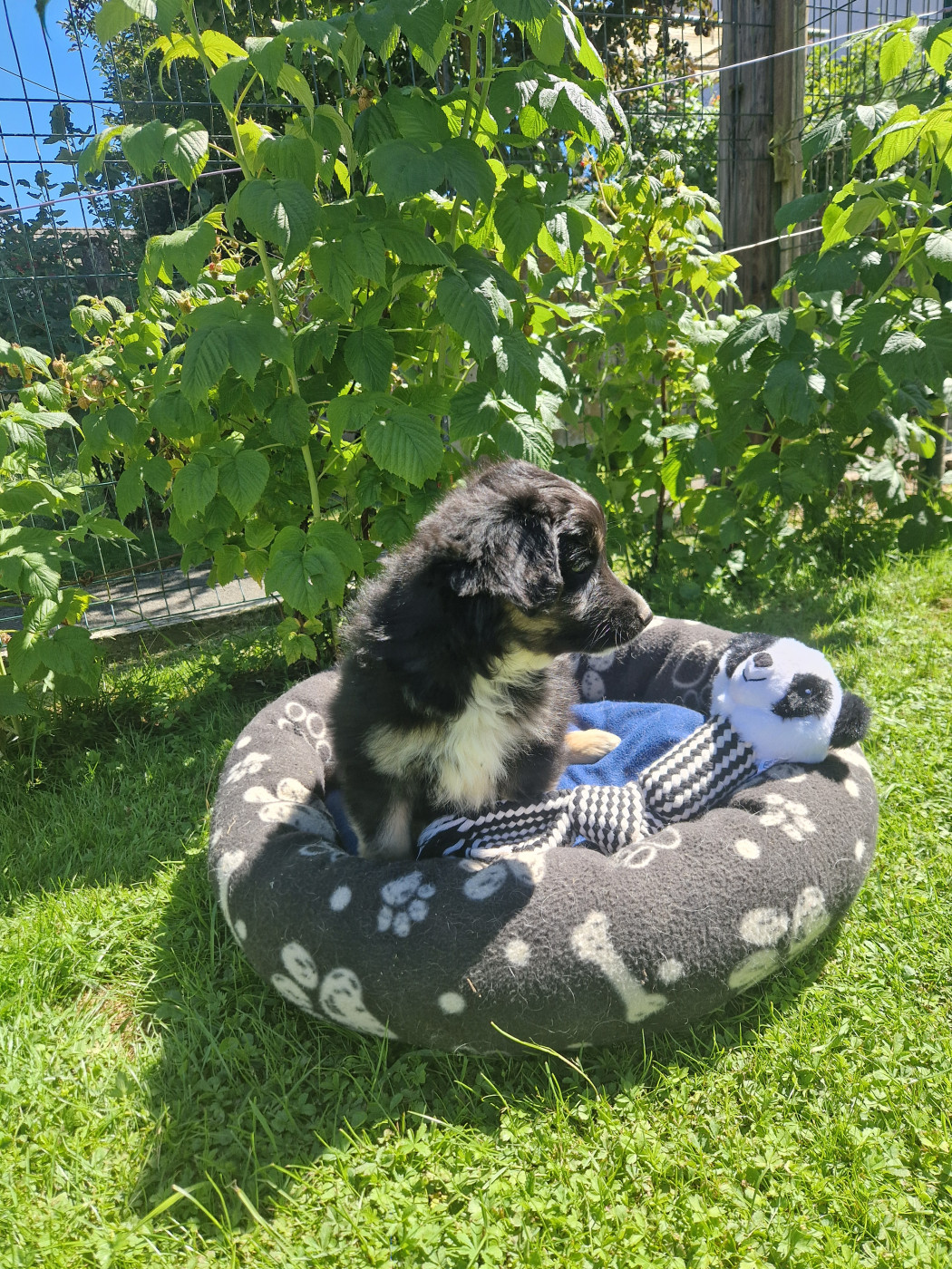 Des Compagnons Du Sundgau - Chiots disponibles - Berger Américain Miniature 