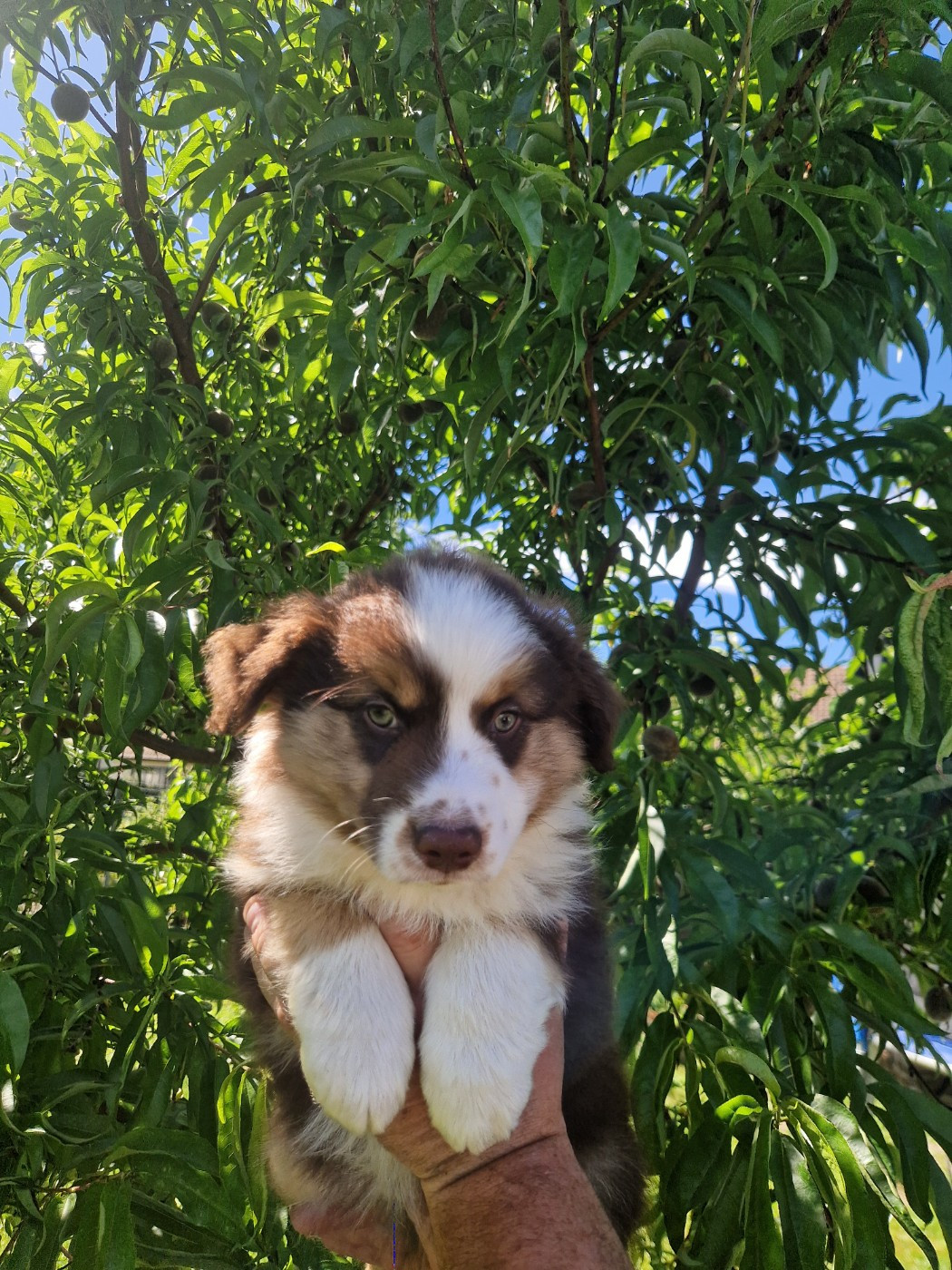 Des Compagnons Du Sundgau - Chiots disponibles - Berger Américain Miniature 