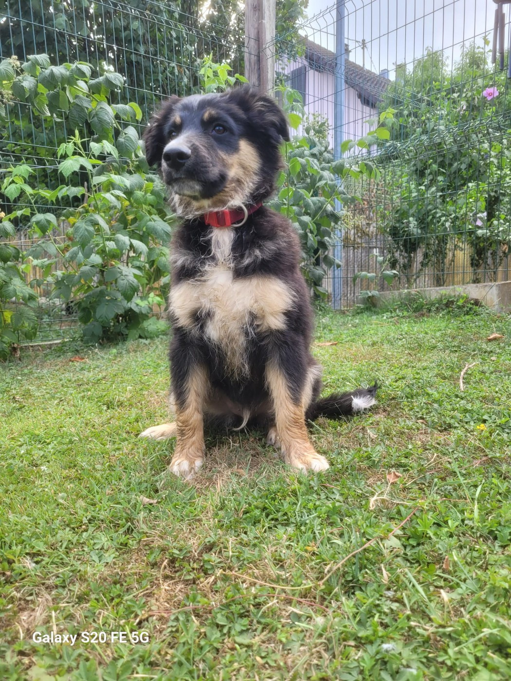 Des Compagnons Du Sundgau - Chiots disponibles - Berger Américain Miniature 