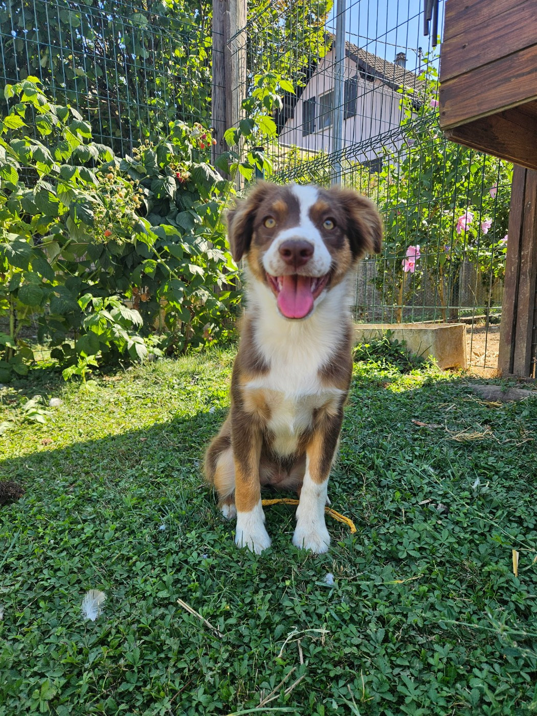 Des Compagnons Du Sundgau - Chiots disponibles - Berger Américain Miniature 