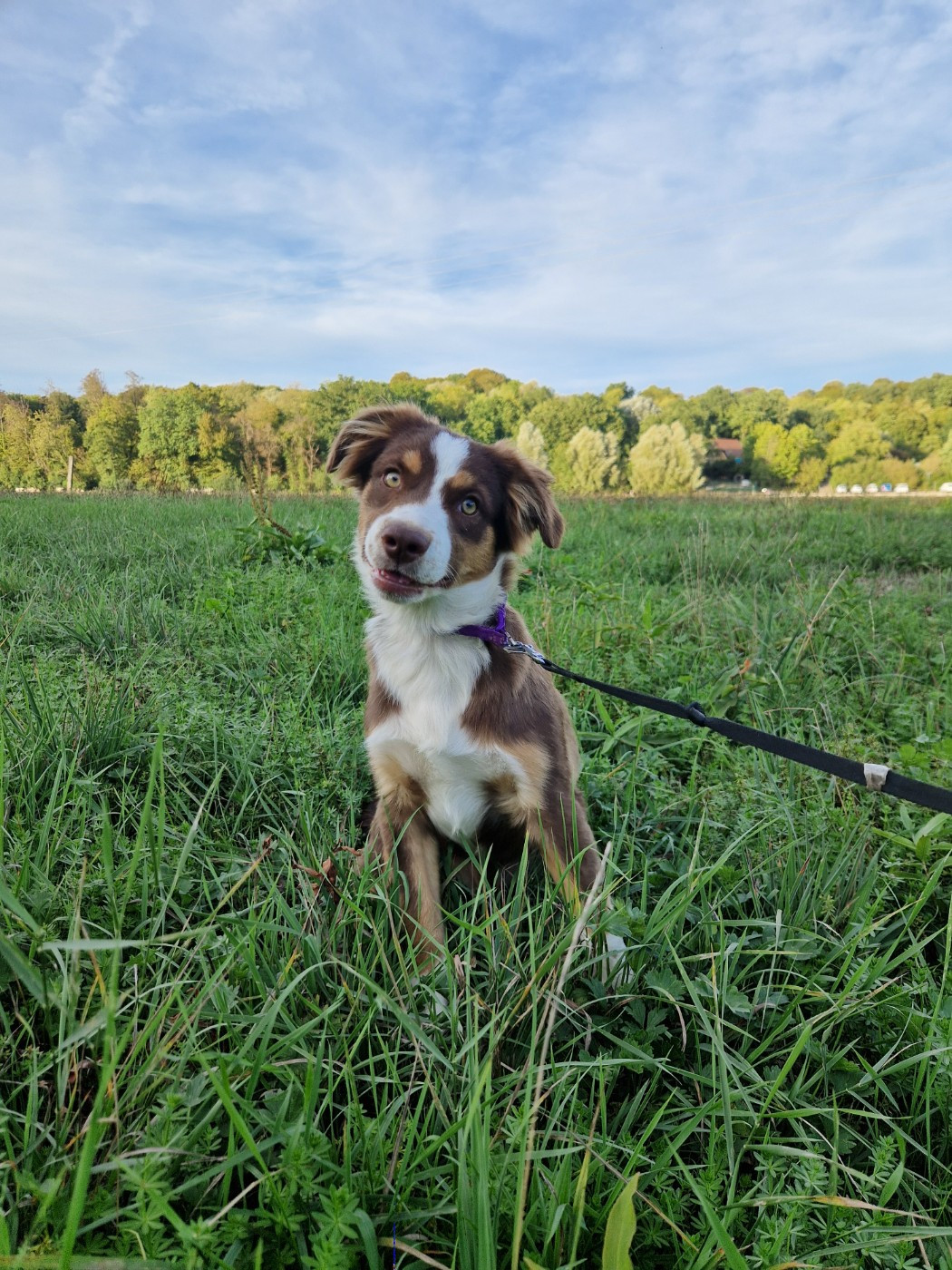 Des Compagnons Du Sundgau - Chiots disponibles - Berger Américain Miniature 