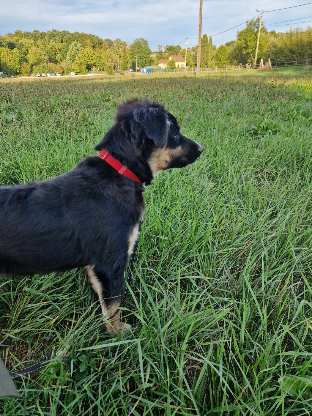 Des Compagnons Du Sundgau - Chiots disponibles - Berger Américain Miniature 