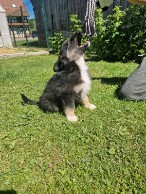Bucky